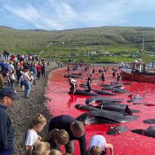 Image result for massacre golfinhos dinamarca