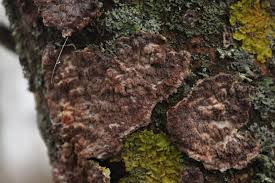 Attēlu rezultāti vaicājumam “Phlebia serialis”