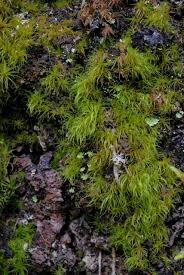 Attēlu rezultāti vaicājumam “Paraleucobryum longifolium”
