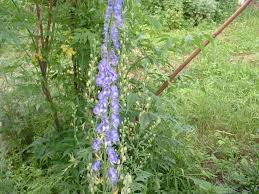 Image result for Aconitum napellus
