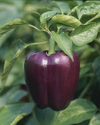 Afbeeldingsresultaat voor purple beauty sweet pepper