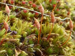 Attēlu rezultāti vaicājumam “Polytrichum piliferum sporophyte”