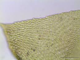 Attēlu rezultāti vaicājumam “Isothecium alopecuroides”