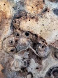 Attēlu rezultāti vaicājumam “Agathomyia wankowiczii”