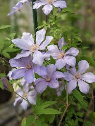 Attēlu rezultāti vaicājumam “Clematis flower”