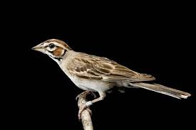 Image result for Chondestes grammacus