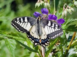 Attēlu rezultāti vaicājumam “Papilio machaon upperside”