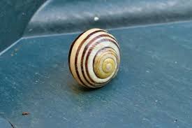 Attēlu rezultāti vaicājumam “Cepaea hortensis”