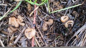 Attēlu rezultāti vaicājumam “Peziza vesiculosa”