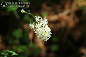 Image result for Christophskraut