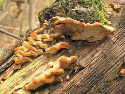 Attēlu rezultāti vaicājumam “Antrodiella semisupina”