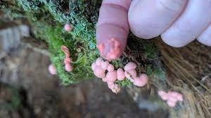 Attēlu rezultāti vaicājumam “Lycogala exiguum aggr. young”