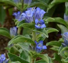 Attēlu rezultāti vaicājumam “Gentiana cruciata leaf”
