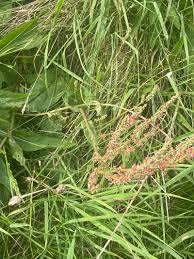 Attēlu rezultāti vaicājumam “Rumex acetosa fruit”