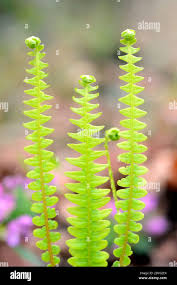 Attēlu rezultāti vaicājumam “Blechnum spicant”