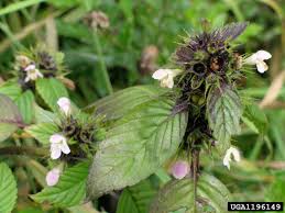 Attēlu rezultāti vaicājumam “Galeopsis tetrahit”