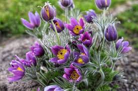Attēlu rezultāti vaicājumam “Pulsatilla vulgaris”