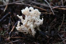 Attēlu rezultāti vaicājumam “Clavulina rugosa”