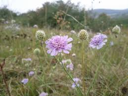 Image result for Scabiosa canescens