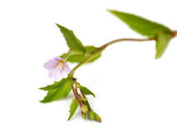 Attēlu rezultāti vaicājumam “Epilobium montanum flower”
