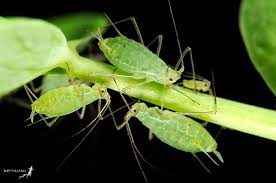 Attēlu rezultāti vaicājumam “Acyrthosiphon”