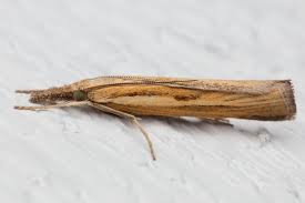 Attēlu rezultāti vaicājumam “Agriphila tristella”