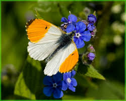 Attēlu rezultāti vaicājumam “Anthocharis cardamines male”