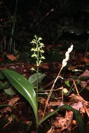 Attēlu rezultāti vaicājumam “Liparis loeselii fruit”