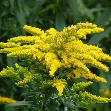 Attēlu rezultāti vaicājumam “Solidago canadensis flower”