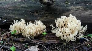 Attēlu rezultāti vaicājumam “Clavicorona pyxidata”