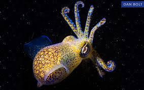 Image result for Torbay Sub-Aqua Club