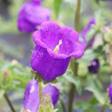 Image result for Campanula medium