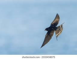 Attēlu rezultāti vaicājumam “Hirundo rustica adult”