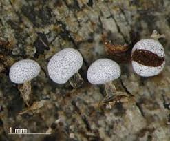 Attēlu rezultāti vaicājumam “Physarum leucophaeum stalked”