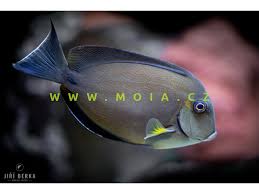 Image result for Acanthurus blochii