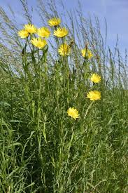 Image result for Tragopogon pratensis