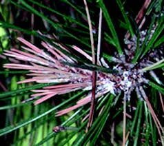 Attēlu rezultāti vaicājumam “Badhamiopsis macrospora sessile”