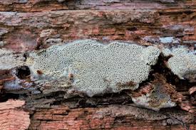 Attēlu rezultāti vaicājumam “Sidera lenis”