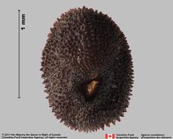 Attēlu rezultāti vaicājumam “Silene viscaria fruit”