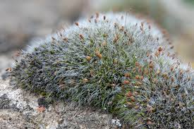 Attēlu rezultāti vaicājumam “Grimmia pulvinata”