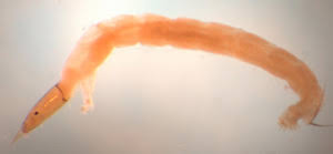 Attēlu rezultāti vaicājumam “Chironomidae imago”