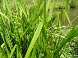 Attēlu rezultāti vaicājumam “Sparganium erectum aggr.”