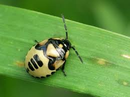 Attēlu rezultāti vaicājumam “Tritomegas bicolor imago”
