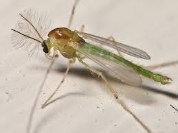 Attēlu rezultāti vaicājumam “Tanytarsus”