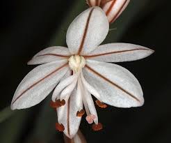 Image result for Asphodelus fistulosus