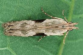 Attēlu rezultāti vaicājumam “Hypatima rhomboidella”