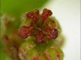 Attēlu rezultāti vaicājumam “Quercus robur female flower”
