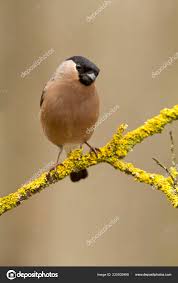 Attēlu rezultāti vaicājumam “Pyrrhula pyrrhula female”