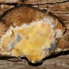 Attēlu rezultāti vaicājumam “Gloeoporus pannocinctus”