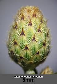 Attēlu rezultāti vaicājumam “Centaurea stoebe fruit”